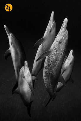 فینالیست‌های مسابقه عکاسی اقیانوس ۲۰۲۱