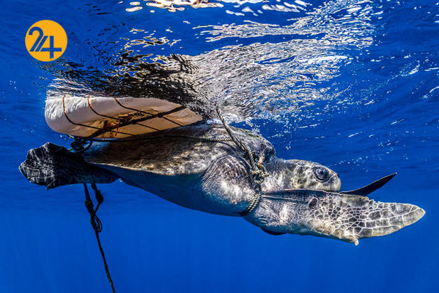 فینالیست‌های مسابقه عکاسی اقیانوس ۲۰۲۱