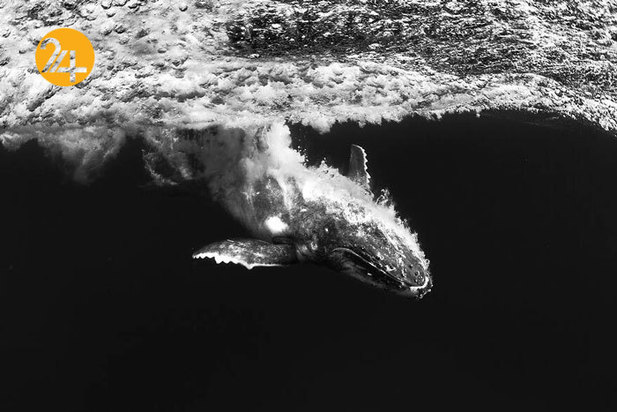 فینالیست‌های مسابقه عکاسی اقیانوس ۲۰۲۱