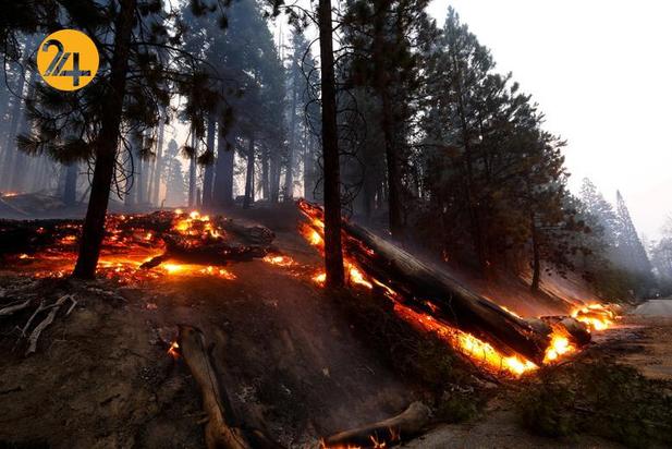 سوختن درختان کهنسال جنگل ملی سکویا در کالیفرنیا