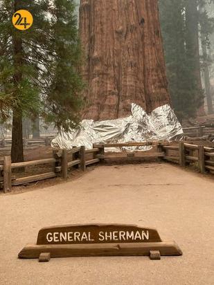 سوختن درختان کهنسال جنگل ملی سکویا در کالیفرنیا