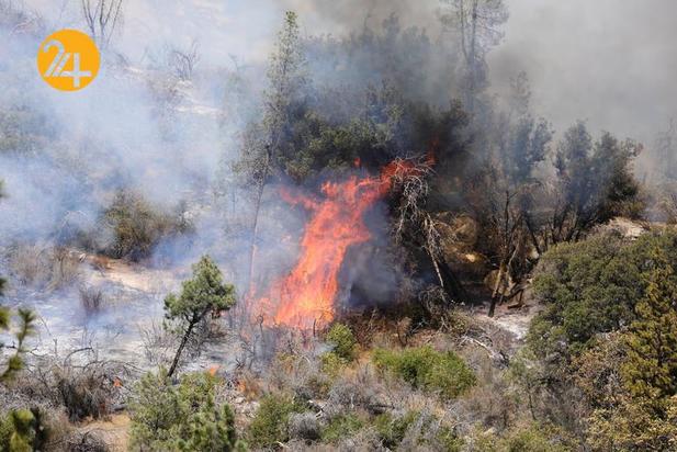 سوختن درختان کهنسال جنگل ملی سکویا در کالیفرنیا