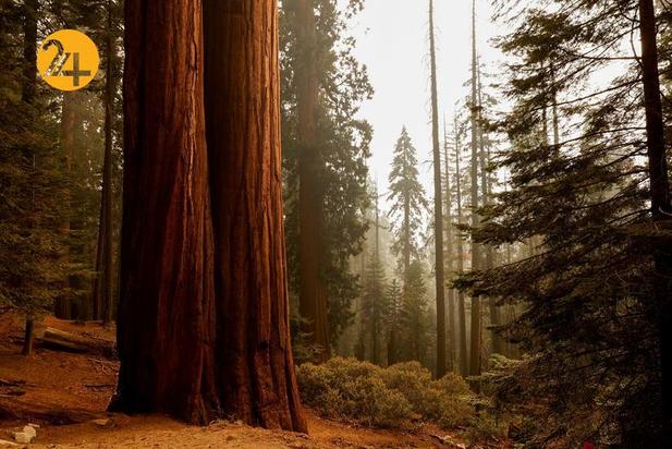 سوختن درختان کهنسال جنگل ملی سکویا در کالیفرنیا