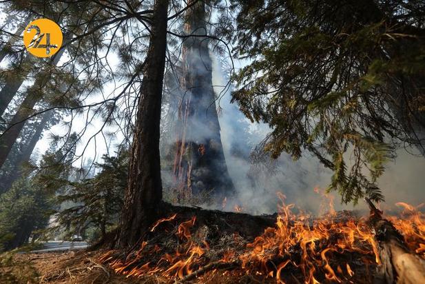 سوختن درختان کهنسال جنگل ملی سکویا در کالیفرنیا
