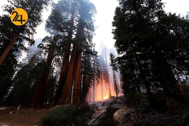 سوختن درختان کهنسال جنگل ملی سکویا در کالیفرنیا