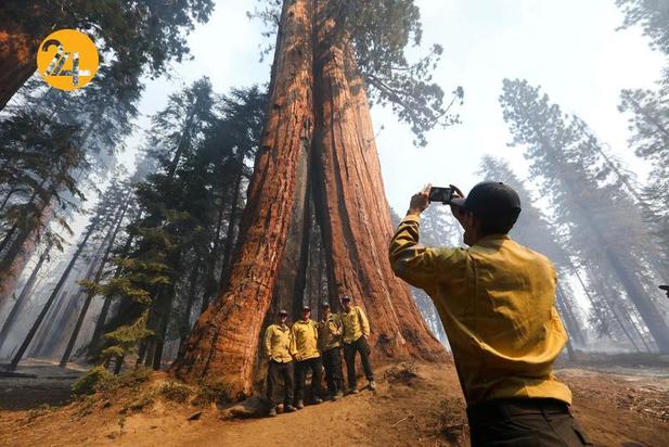 سوختن درختان کهنسال جنگل ملی سکویا در کالیفرنیا