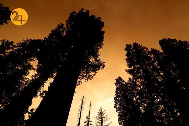 سوختن درختان کهنسال جنگل ملی سکویا در کالیفرنیا