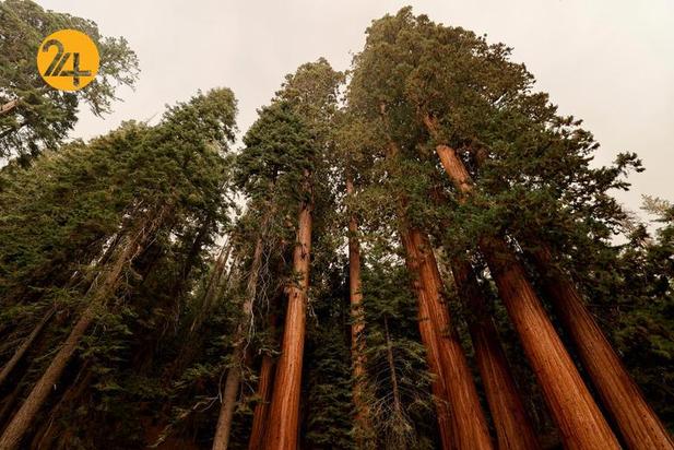 سوختن درختان کهنسال جنگل ملی سکویا در کالیفرنیا