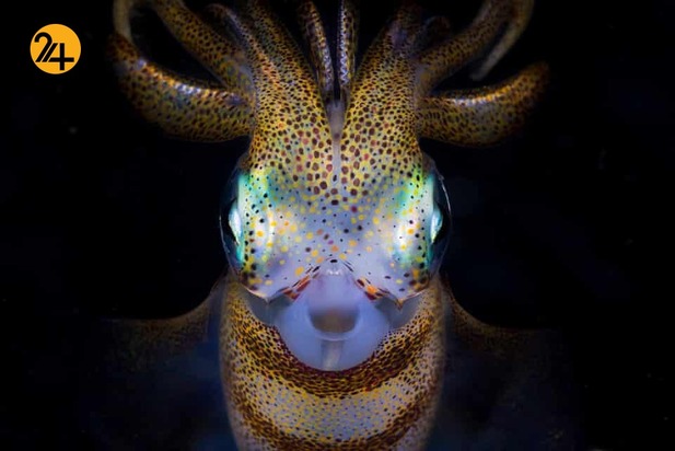 مسابقه عکاسی زیر آب