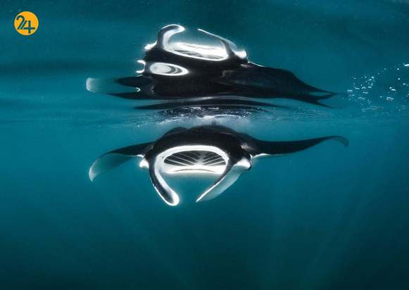 مسابقه عکاسی زیر آب