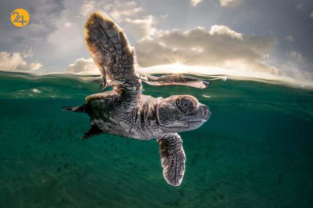 مسابقه عکاسی زیر آب