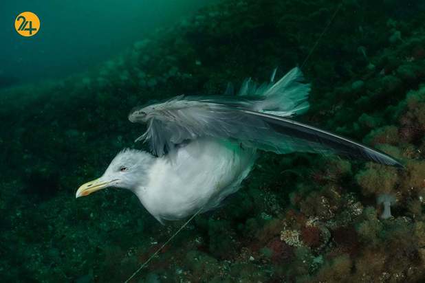 مسابقه عکاسی زیر آب