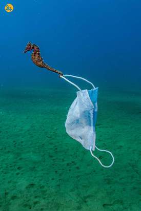 مسابقه عکاسی زیر آب