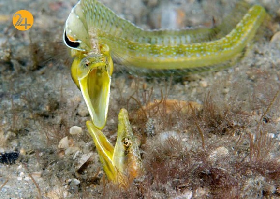 مسابقه عکاسی زیر آب