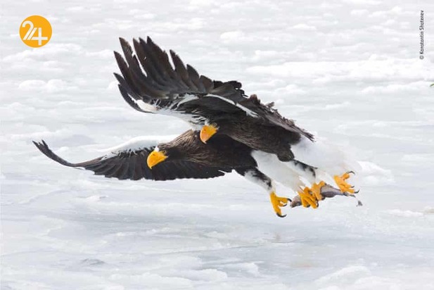 بهترین تصاویر از حیات وحش