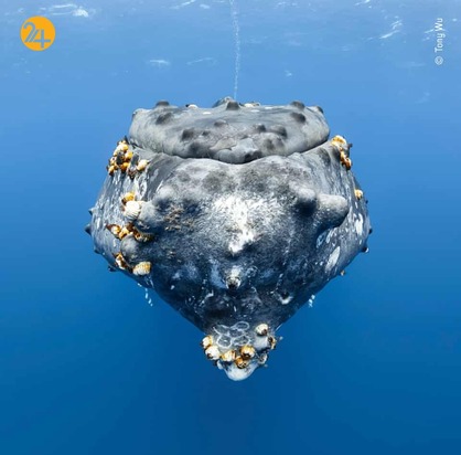 بهترین تصاویر از حیات وحش