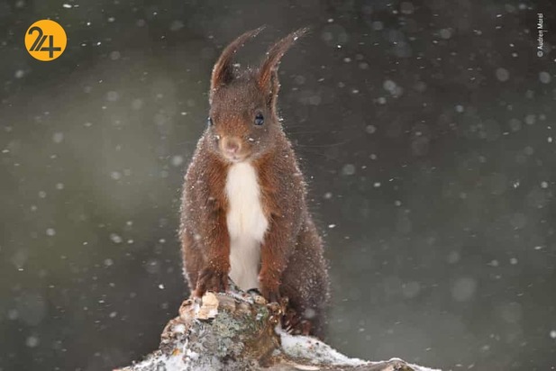 بهترین تصاویر از حیات وحش