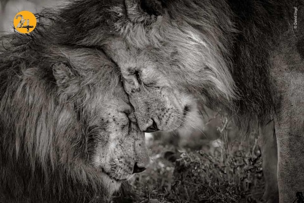 بهترین تصاویر از حیات وحش