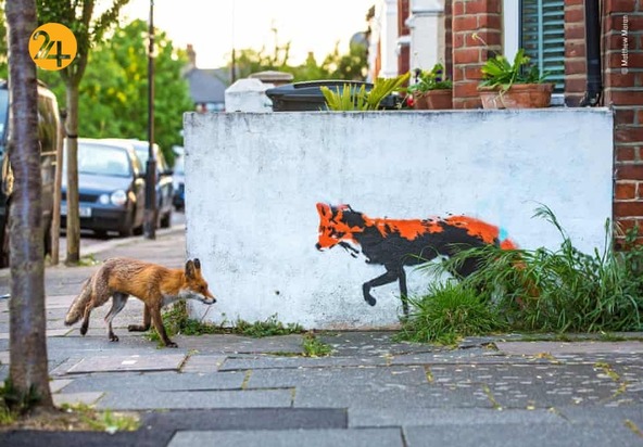 بهترین تصاویر از حیات وحش