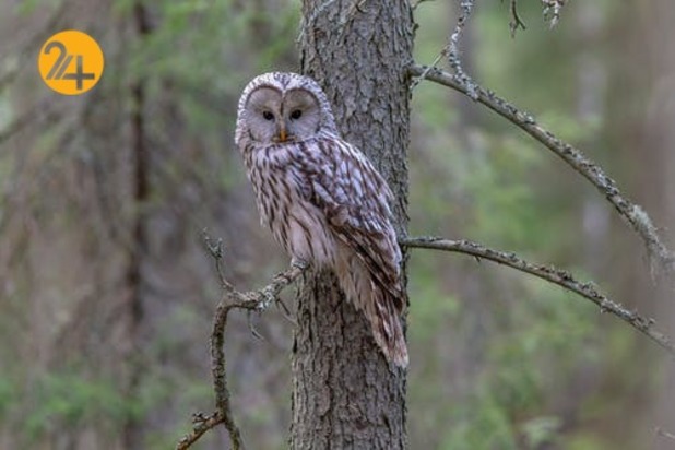 زیباترین جغدهای حیات وحش