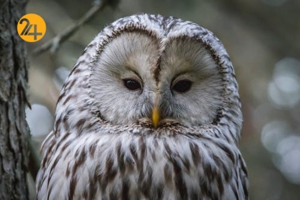 زیباترین جغدهای حیات وحش