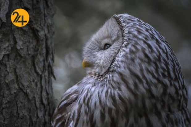 زیباترین جغدهای حیات وحش