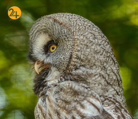 زیباترین جغدهای حیات وحش