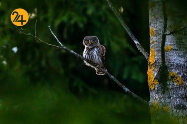 زیباترین جغدهای حیات وحش