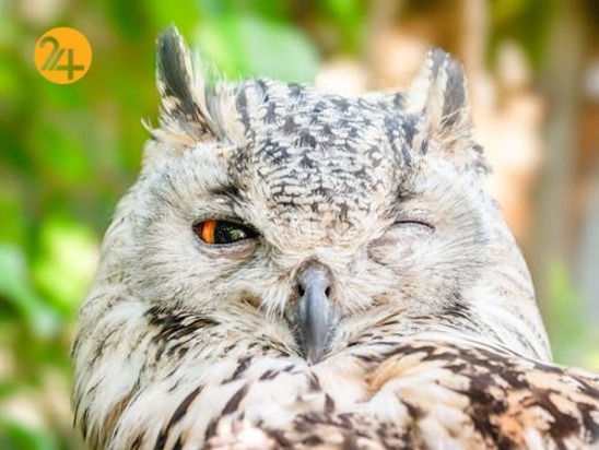 زیباترین جغدهای حیات وحش