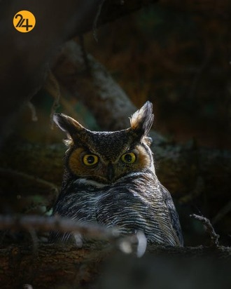 زیباترین جغدهای حیات وحش