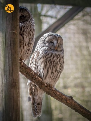 زیباترین جغدهای حیات وحش