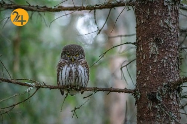 زیباترین جغدهای حیات وحش