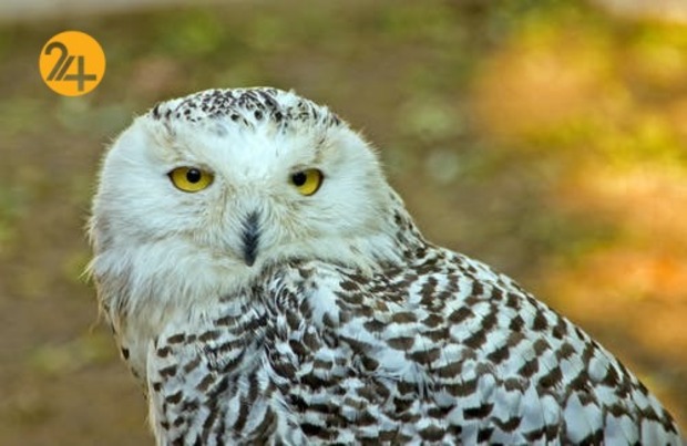 زیباترین جغدهای حیات وحش