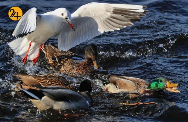 هیجان انگیزترین تصاویر حیات وحش به روایت گاردین