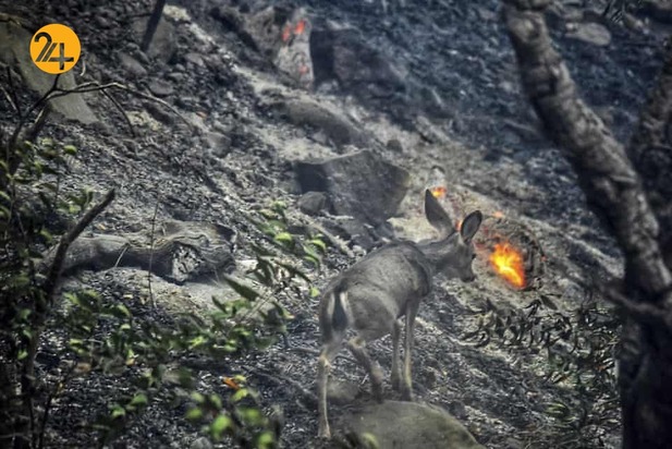 هیجان انگیزترین تصاویر حیات وحش به روایت گاردین