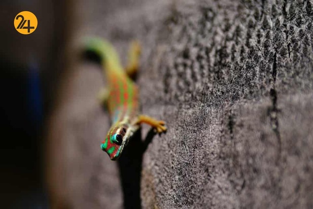 هیجان انگیزترین تصاویر حیات وحش به روایت گاردین