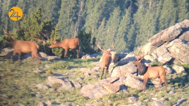 هیجان انگیزترین تصاویر حیات وحش به روایت گاردین