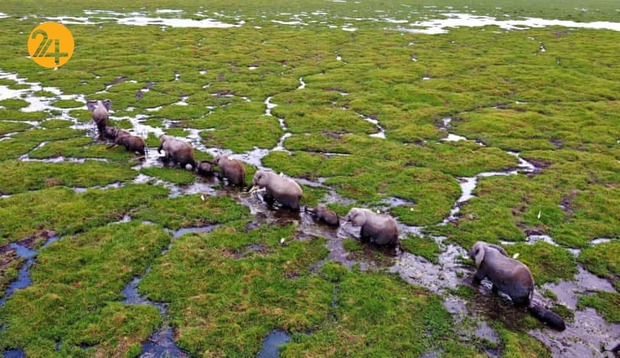 هیجان انگیزترین تصاویر حیات وحش به روایت گاردین