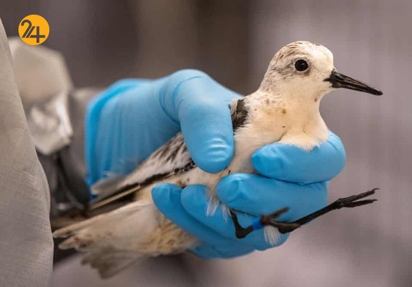 هیجان انگیزترین تصاویر حیات وحش به روایت گاردین