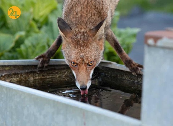 هیجان انگیزترین تصاویر حیات وحش به روایت گاردین