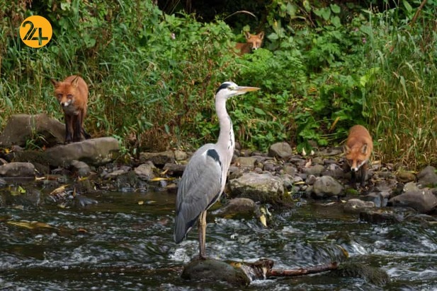 هیجان انگیزترین تصاویر حیات وحش به روایت گاردین