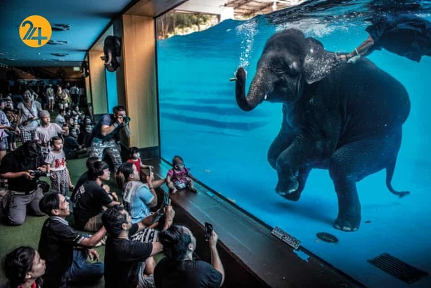 هیجان انگیزترین تصاویر حیات وحش به روایت گاردین