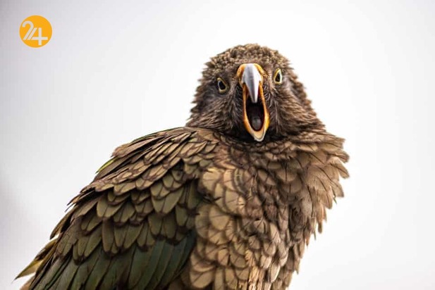 هیجان انگیزترین تصاویر حیات وحش به روایت گاردین