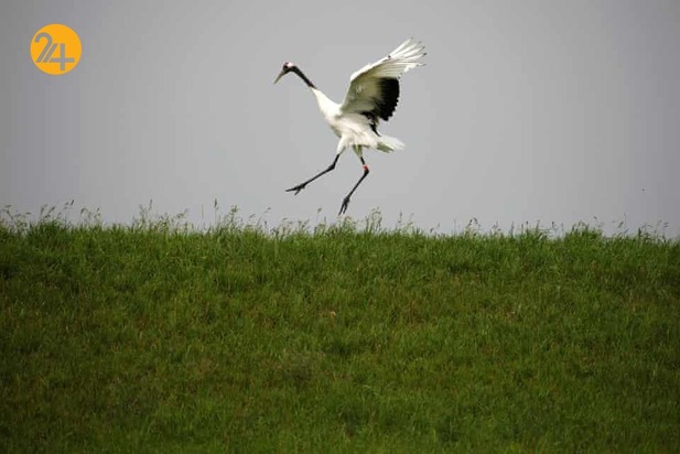 هیجان انگیزترین تصاویر حیات وحش به روایت گاردین