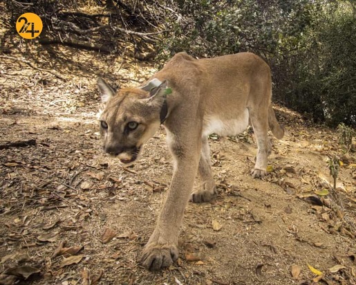 هیجان انگیزترین تصاویر حیات وحش به روایت گاردین