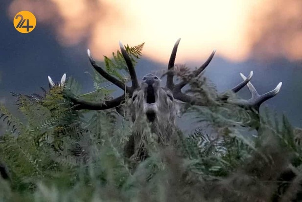 هیجان انگیزترین تصاویر حیات وحش به روایت گاردین