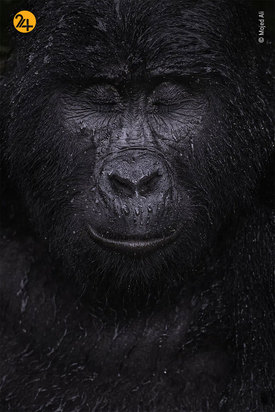 برندگان مسابقه عکاسی ۲۰۲۱