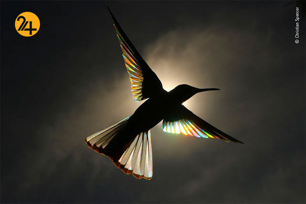 برندگان مسابقه عکاسی ۲۰۲۱