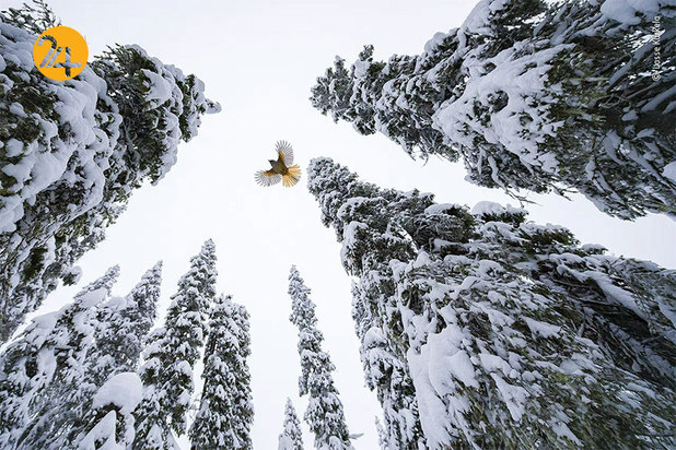 برندگان مسابقه عکاسی ۲۰۲۱