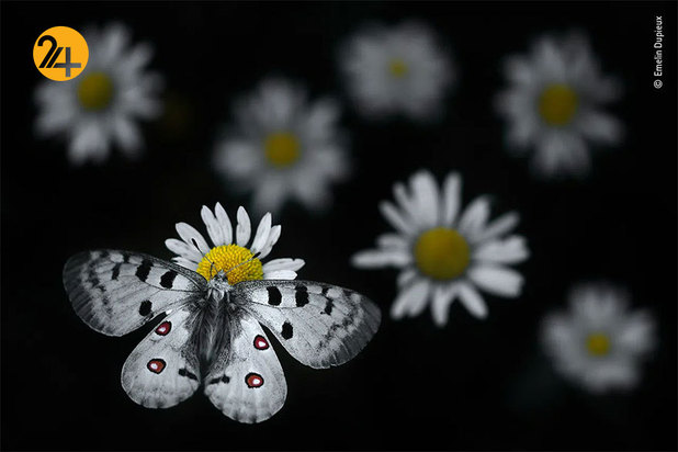 برندگان مسابقه عکاسی ۲۰۲۱